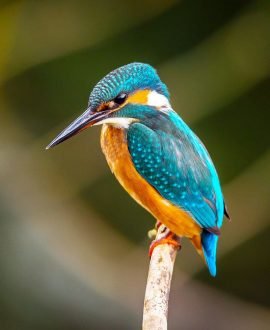 Nature & Wildlife