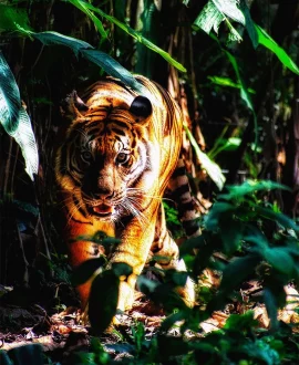 Khulna