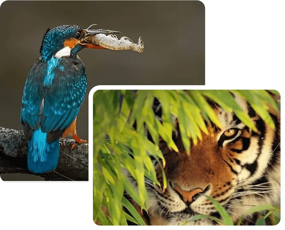 Wildlife of Bangladesh featuring a kingfisher with prey and a Royal Bengal Tiger in a natural habitat.