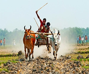 Traditional bullock cart race during a rural festival in Rajshahi, Bangladesh.