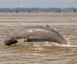 Irrawaddy oceanic dolphin surfacing in the Sundarbans river during a safari tour.