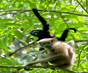 Hoolock Gibbon resting on tree branches in the green forests of Sylhet during the Tea Capital Tour.