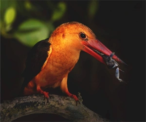 Brown Winged Kingfisher holding a fish during a bird watching tour in Bangladesh.