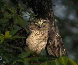 Buffy Fish Owl perched on a tree branch in a Bangladeshi forest during a bird watching tour.