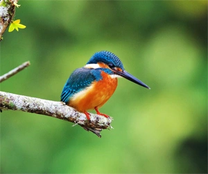 Colourful kingfisher perched on a branch in the Sundarbans mangrove forest.