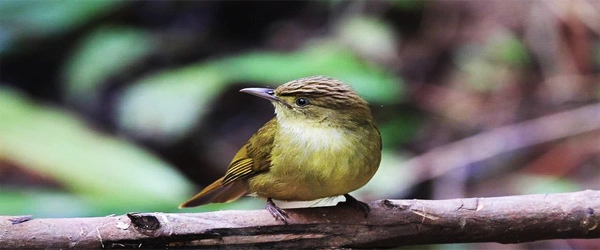 A Cachar Bulbul small forest bird perched on a branch in Bangladesh during a Bird Watching Tour.
