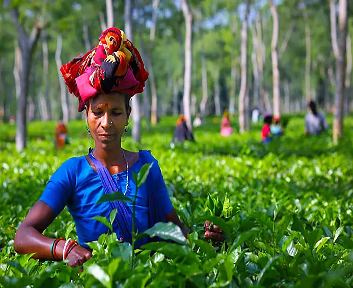 A tea garden worker plucking fresh tea leaves in Bangladesh.